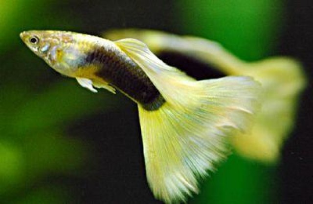 Hochzuchtguppys - Guppy - Hohenahr