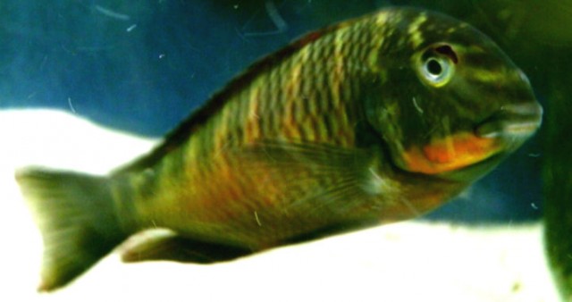 TROPHEUS MOORII WFNZ . - Fische Sonstige - Feldkirchen-Westerham