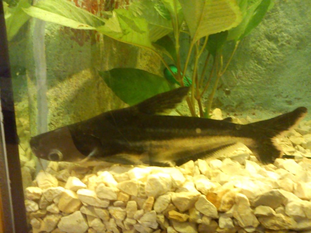 Pangasius mini haiwels 2 Jahre alt - Hai - Bielefeld