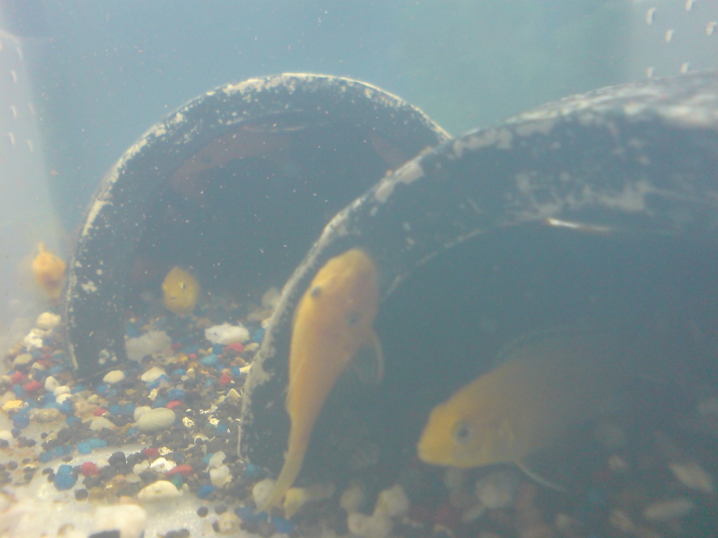 4 L144 jung 4-5 cm - Wels - Darmstadt