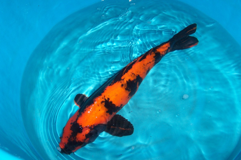 Koi Biotopfische Teichmuscheln günstig vom Koi-Center Schafflund Günstig ! Viele - Koi - Schafflund