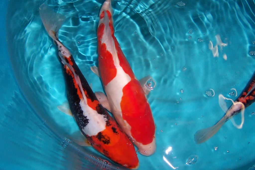 Biotopfische, Schnecken, Teichmuscheln, Teichzubehör vom Koi-Center - Sonstige - Schafflund