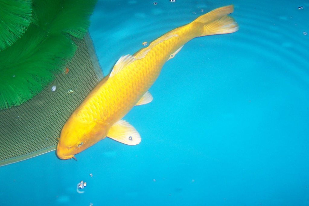 Angebote Graskarpfen,Koi, Muscheln,  alles für den Teich vom Koi-Center Schafflu - Koi - Schafflund
