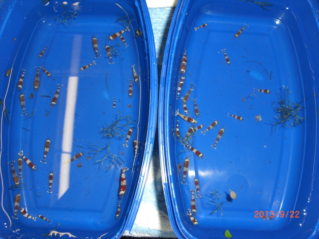 Red Bee,Black Bees - Garnele - Gladbeck