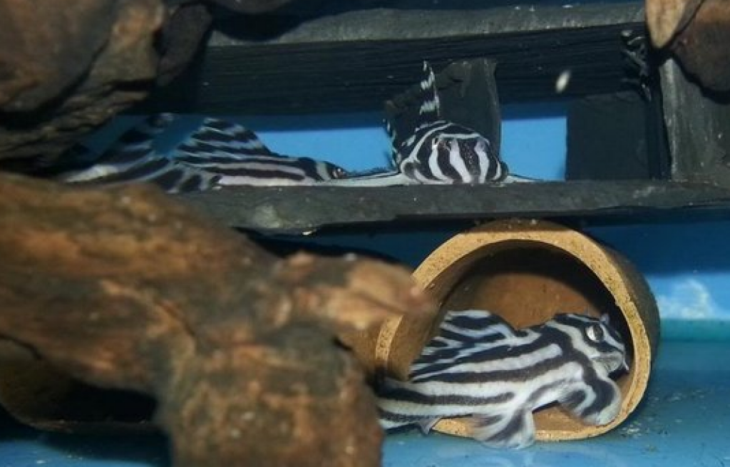 Qualität L046 Zebra Plecos Zu Verkaufen - Wels - Wels - München