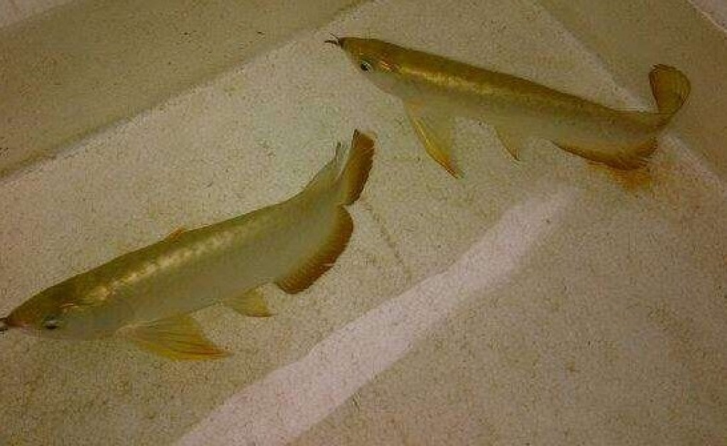 Qualität Arowana Fische jetzt verfügbar - Sonstige - Berlin