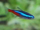 Salmler, Barben, Lebendgebärende  - Aquarium - Schwabmünchen 