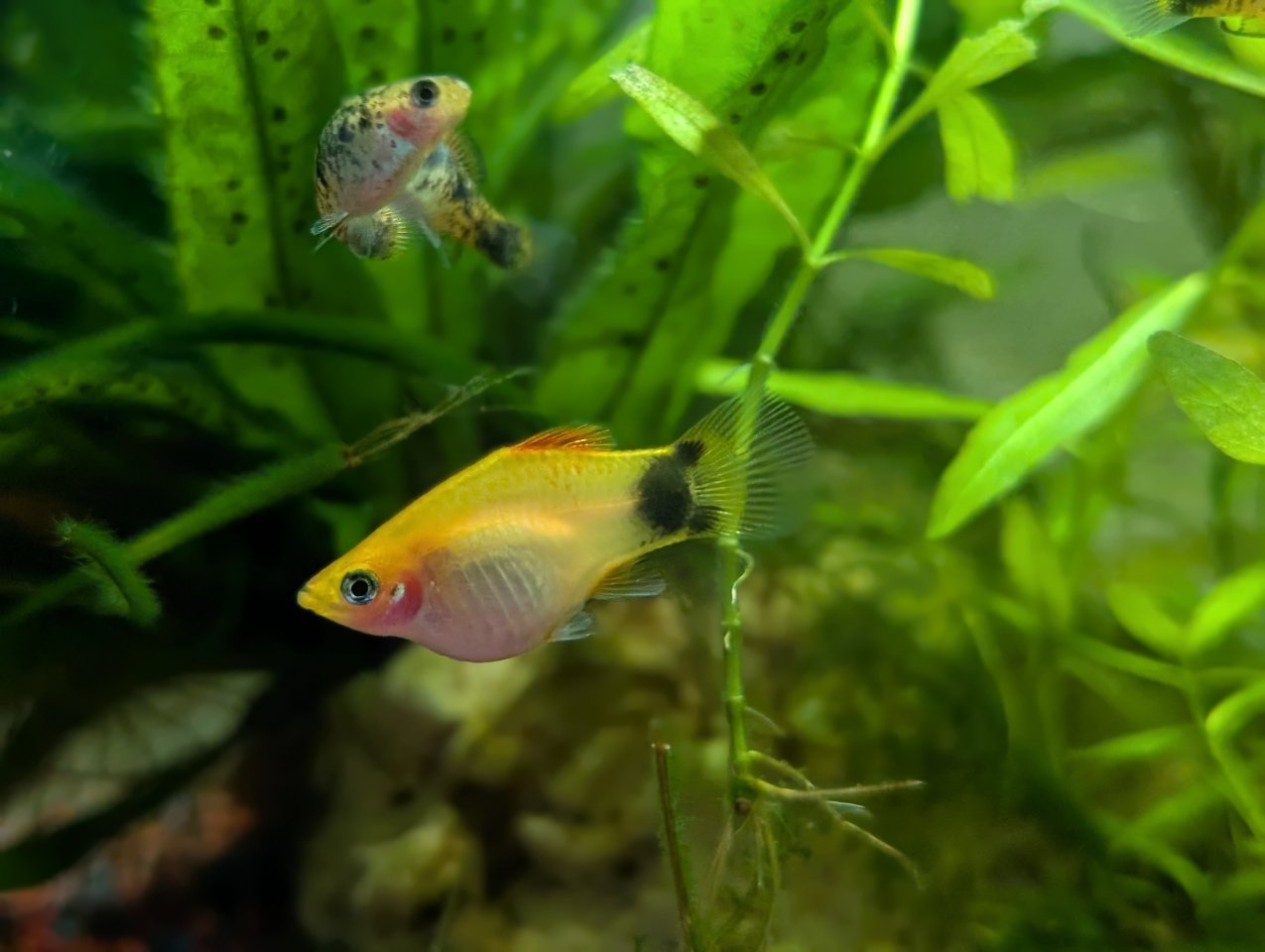 Platys silberblau und orange - Sonstige - Altena