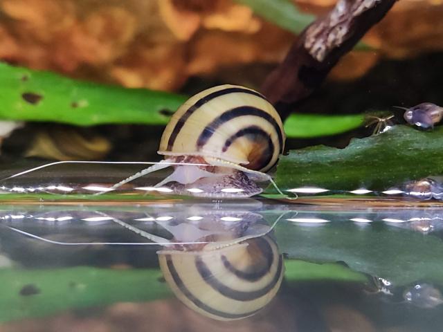 Asolene Spixi - Aquarienschnecken - Schnecken - Otterstadt