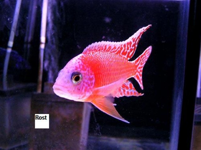 Aulonocara Firefish und Fire OB ( Aulonocara OB ) !!! - Barsche - Kohlberg