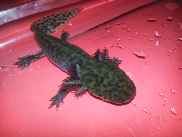 2 süsse Axolotl zu verkaufen - Fische Sonstige - Korntal-Münchingen