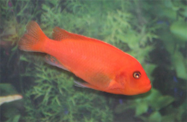 Metriaclima Estherae aus privatrer Hobbyzucht abzugeben - Barsche - Renningen-Malmsheim