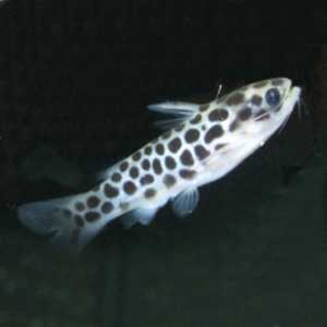 Tatia perugiae - Kleiner Jaguarwels / Schlafwels - Wels - Hellenthal