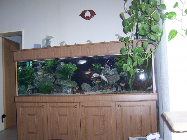Ein Traum in Eiche - Aquarium - Essen