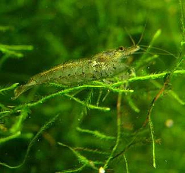 Mini-Japonica-Garnelen - Garnele - 