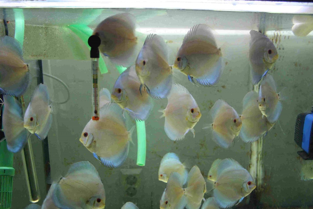 Blue Diamont zu verkaufen - Diskus - Leverkusen