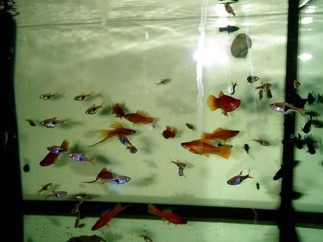 GUPPYS, PLATTYS IN RAVENSBURG - Guppy - Ravensburg
