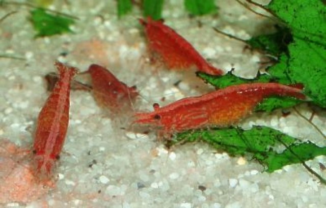 Red Fire Garnelen - Garnele - Goch