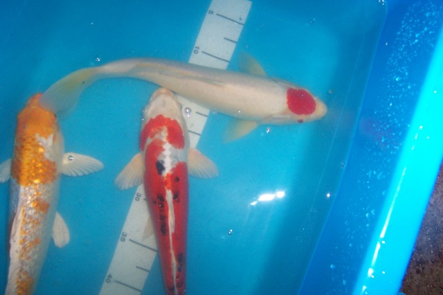 Ihr Fachhändler im Norden für Japan Koi, Israel Koi, Biotopfische, uvm vom Koi - Fische Sonstige - Schafflund