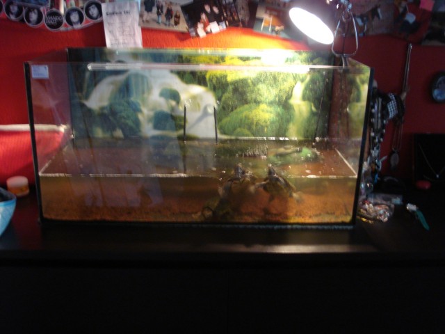 Verkaufe absolut dichtes Aquarium! (112 l) - Aquarium - Dülmen