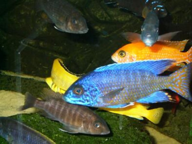 Malawibarsche und Frontosa - Fische Sonstige - Obergünzburg