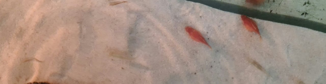 Zierfisch Gubbys, versch. - Guppy - Hammelburg