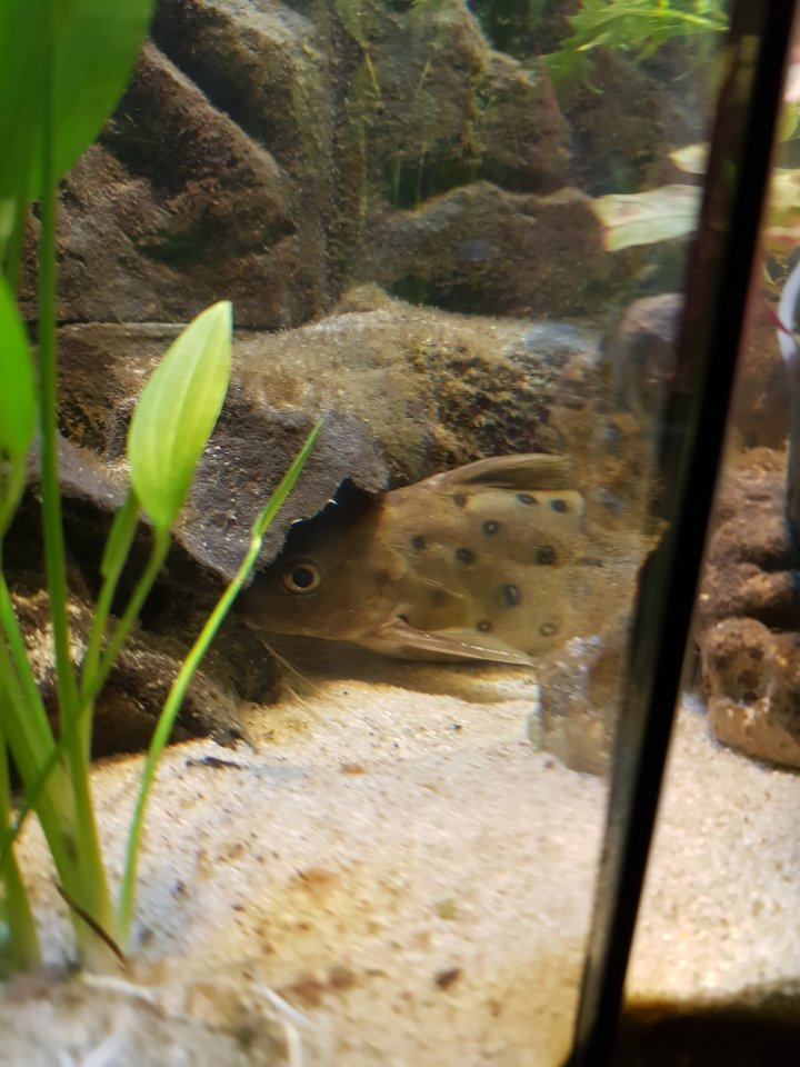Malawifisch abzugeben - Wels - Altenstadt