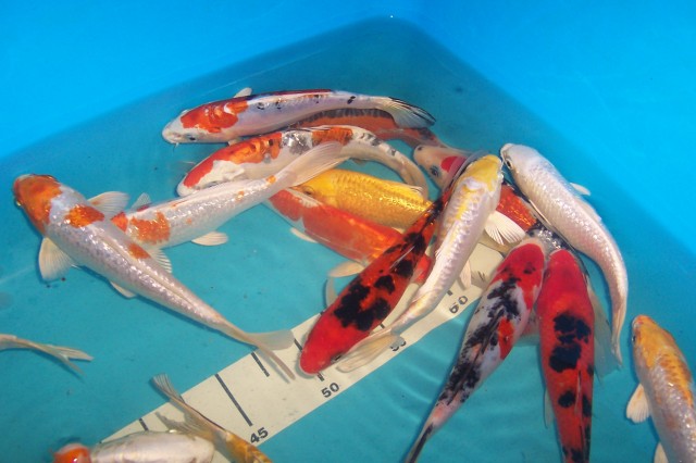 Angebote an Koi, Teichmuscheln, Edelkrebse vom Koi-Center Schafflund - Koi - Schafflund