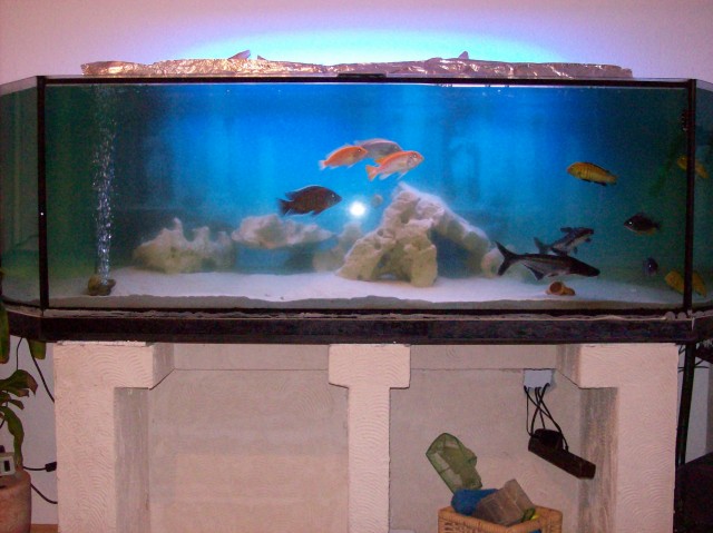 750L Malawibecken komplett! - Aquarium - Leverkusen