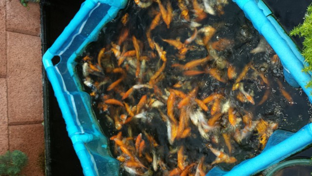 Japanische Kois - Koi - Nauheim