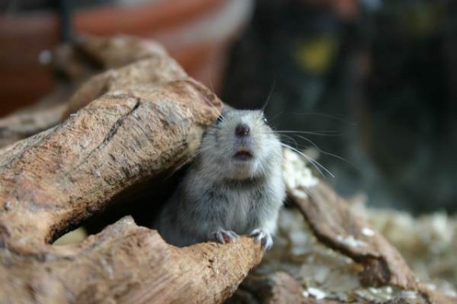 Kleine Lemminge abzugeben - Aquarium - Recklinhausen
