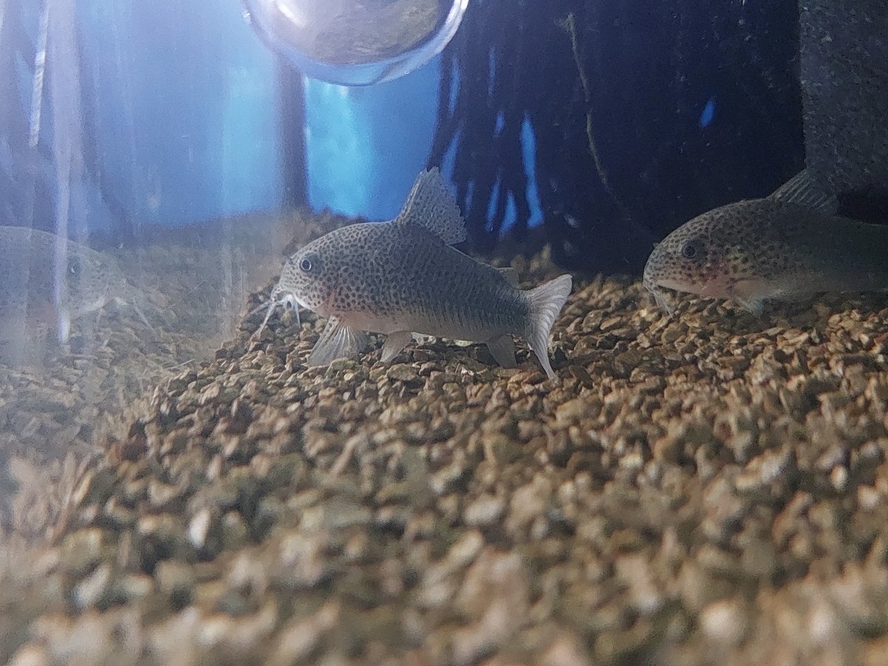 Corydoras similis Nachzuchten - Wels - Kirchenlamitz 