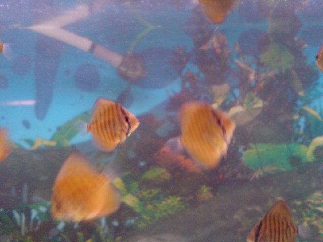 Verkaufe junge Diskus-Fische, Rot-Türkis - Diskus - Kronach