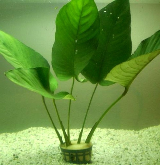    Anubias im Topf   30 cm hoch, kräftig. 3 € (siehe Bild) - Pflanzen - berlin