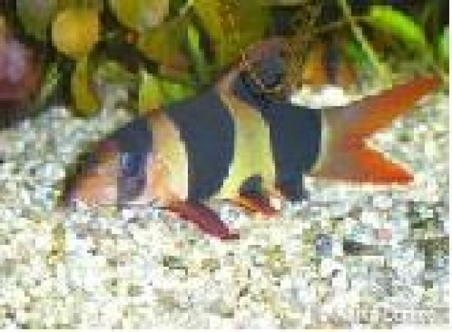 2 Wunderschöne Prachtschmerle abzugeben - Fische Sonstige - Bamberg