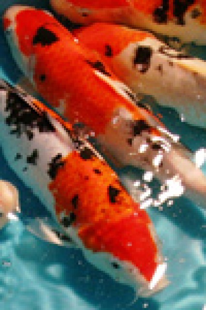 Koikarpfen-Teichfische-Biotopbesatz - Koi - Handewitt