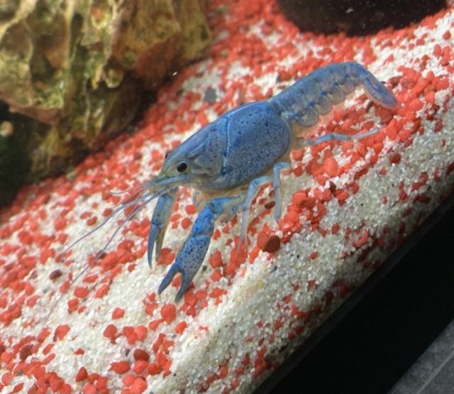 3 wunderschöne Floridakrebse abzugeben - Krebs - Dortmund