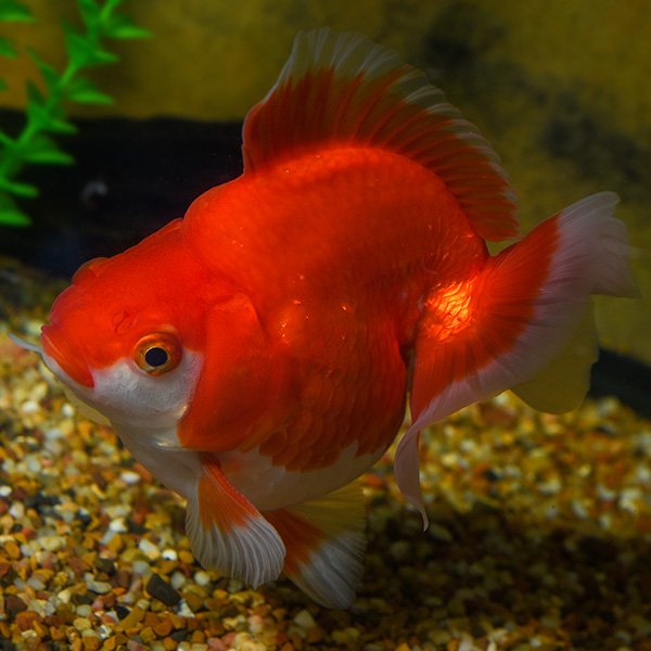 Verfügbare Aquarien-fische. - Aquarium - Stolberg