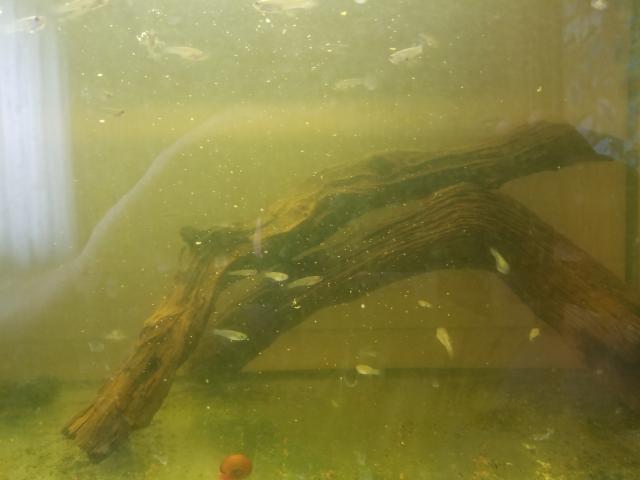 Aphyosemion Striatum - Fische Sonstige - Herrieden