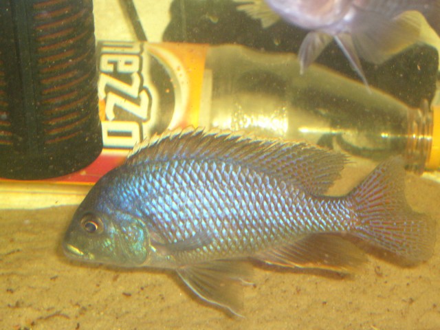 Protomelas taeniolatus - Barsche - Donaueschingen
