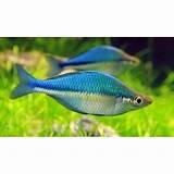 Regenbogenfische (Mel. Lacustris) - Aquarium - Schwabmünchen