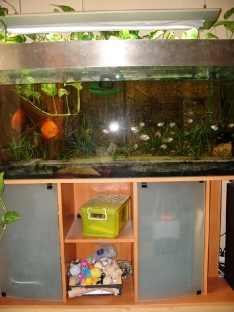 Diskusaquarium komplett mit Besatz und Technik(450l) - Aquarium - Nauheim