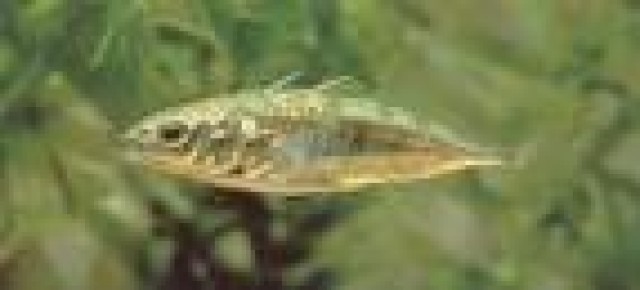 Biotopfische vom Koi-Center Schafflund - Fische Sonstige - Schafflund