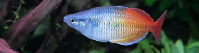 Biete Melanotaenia boesemani - Fische Sonstige - Wesel