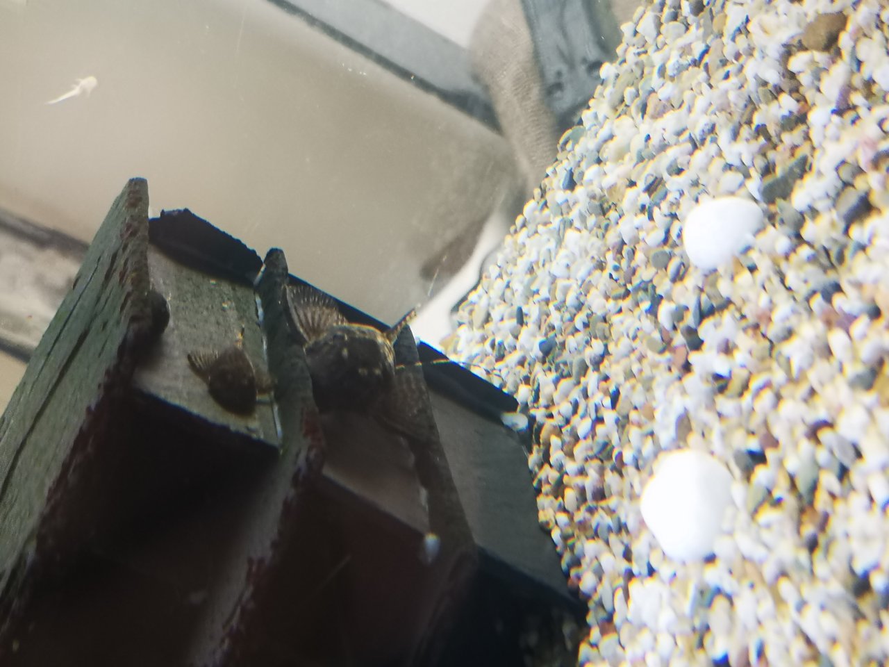 Cherax Lorentzi Krebse und Antennenwelse - Sonstige - Burgbernheim