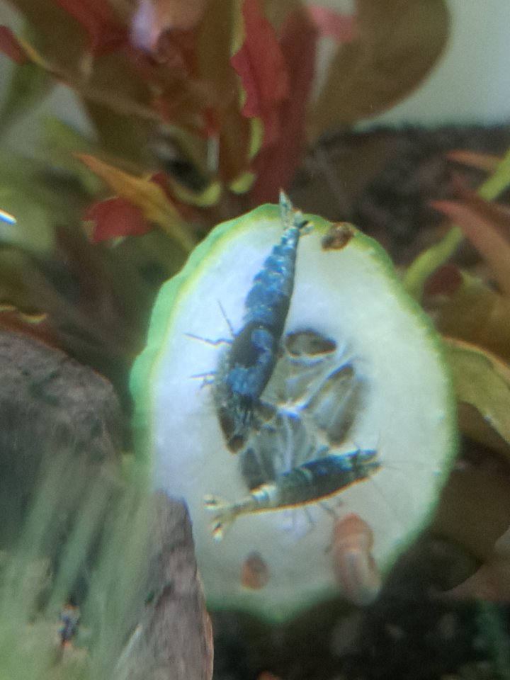Caridina Deep Blue Bolt  low-mid (Süßwasser Garnelen) - Garnele - Köln
