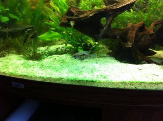 2 Orangesaumbuntbarsche (Aequidens rivulatus) - Barsche - Cottbus