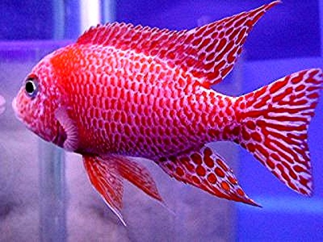 Malawibuntbarsche - Fische Sonstige - Kohlberg