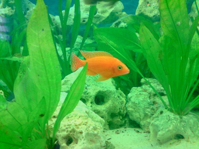 Aulonocara Fire Fish  - Barsche - Rostock