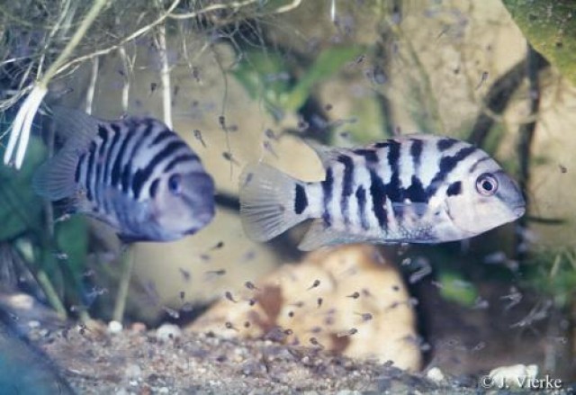 Zebrabuntbarsche zu verkaufen - Barsche - Naumburg